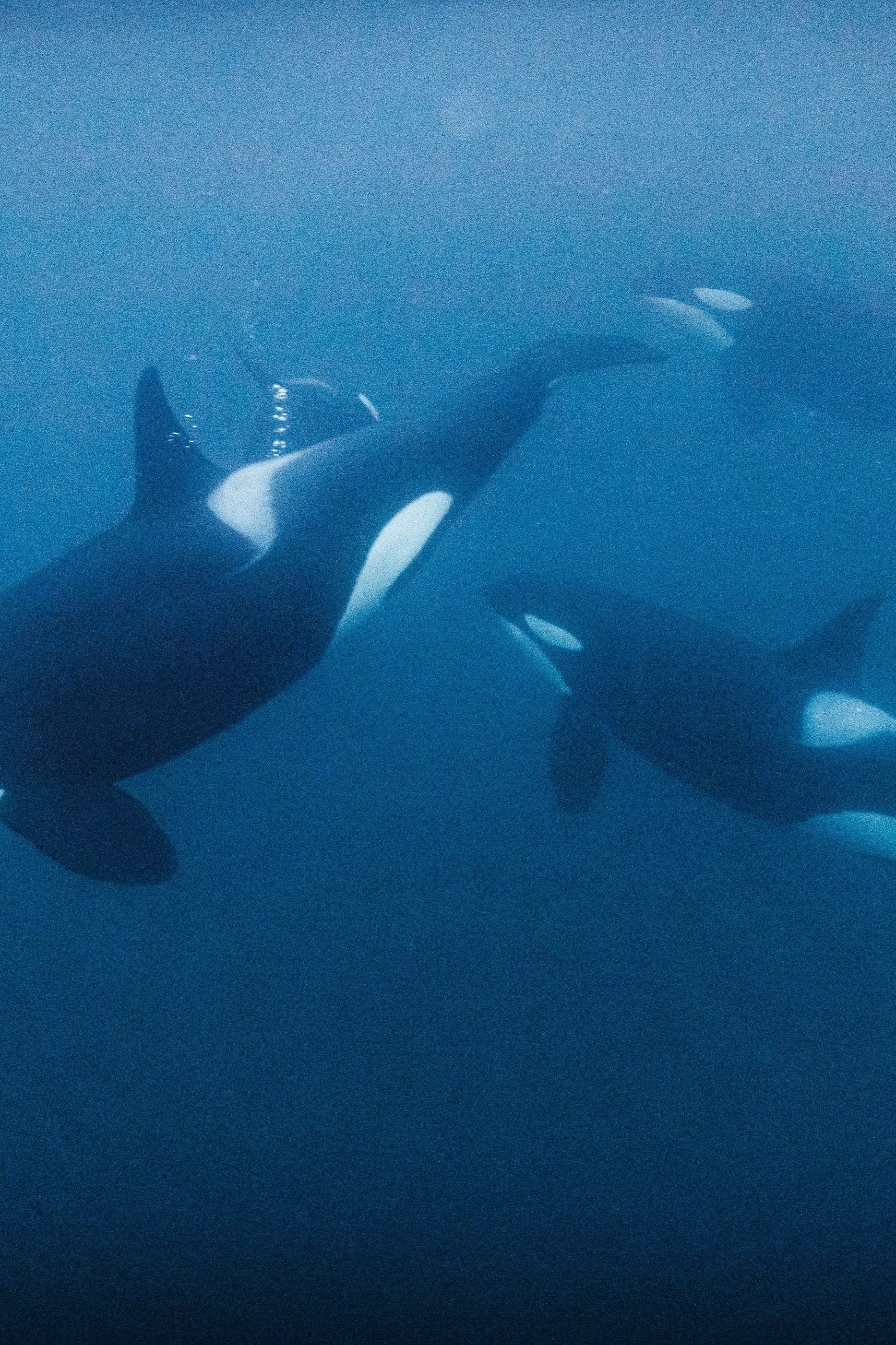 DANCING WITH ORCAS & WHALES